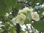 Felicit� fra le zolle