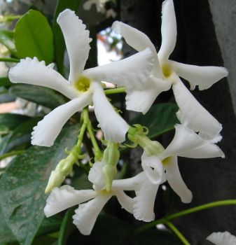 Fragranze d'Amore
