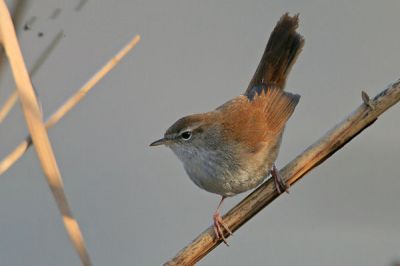 Usignolo