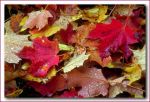 L'autunno è arrivato