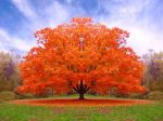 Quell'albero