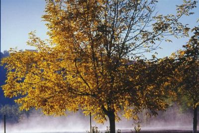 Novembre