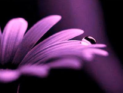 Dolore