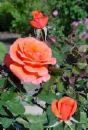 Roseto