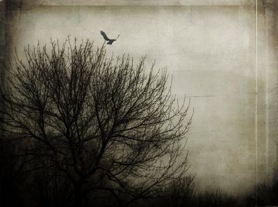 Anima di albero