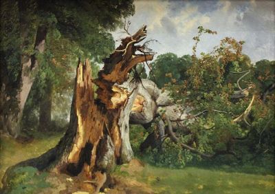 Il leccio
