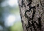 Cuore sull’albero