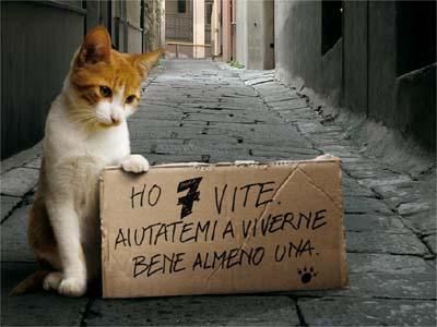 Per una gattina