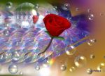 Quella rosa fra le mani