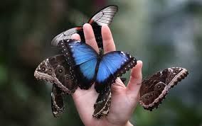 Come una farfalla