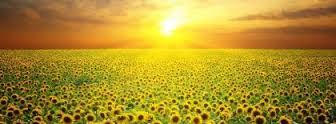 Girasoli