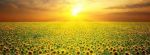 Girasoli