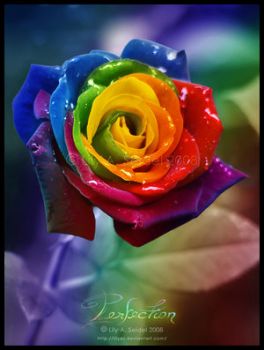 Rose Rosse  