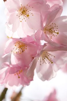 I peschi in fiore