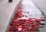 Sere solitarie