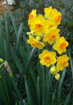 Primavera Nell'Aria  