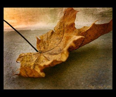 Sentiro' dolore  