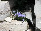 Fiore tra i sassi