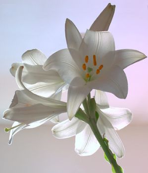 Stella di luce