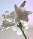 Stella di luce
