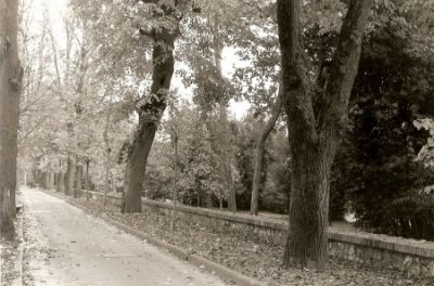 Il viale della Vita