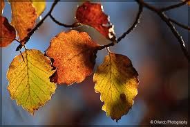 Nel crepuscolo d� ottobre