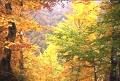I Colori dell'autunno