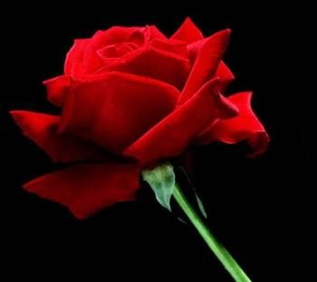 Rose Scarlatte