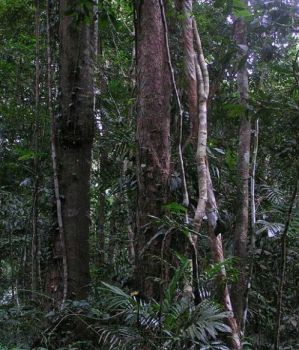 Foresta amazzonica