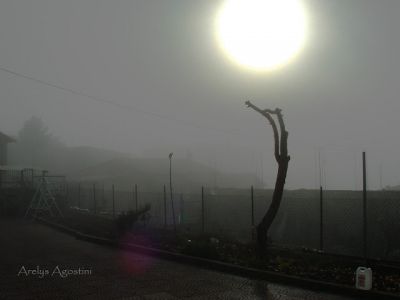 Han talado el �rbol