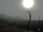 Han talado el árbol