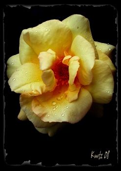 La nostra rosa