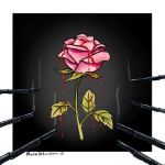 Storia di una pallida rosa