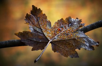 Identit� smarrite