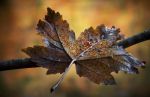 Identit� smarrite