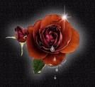 Petali e spine