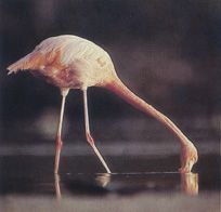 Fenicotteri rosa