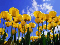 Ti ho pensato tra i fiori