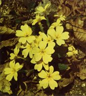 Fiori per te