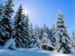 Candida neve