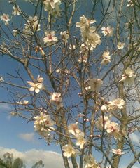 Mandorli in fiore