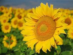 Rose e girasoli