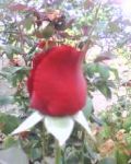 La Rosa Scarlatta