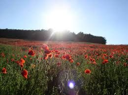 Risorgerai in un�alba di primavera