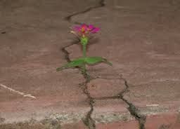 Nel deserto nascer� un fiore