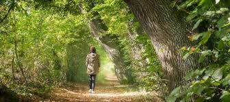 Il bosco � una poesia