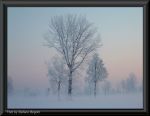 Bruma