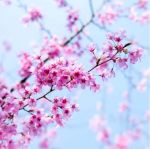 Primavera