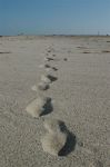 Tracce