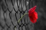 Ribellione